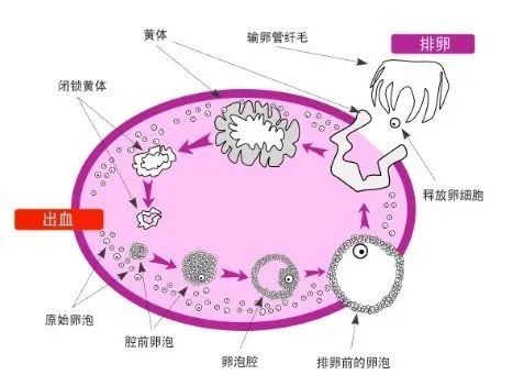 促卵泡刺激素多少正常?